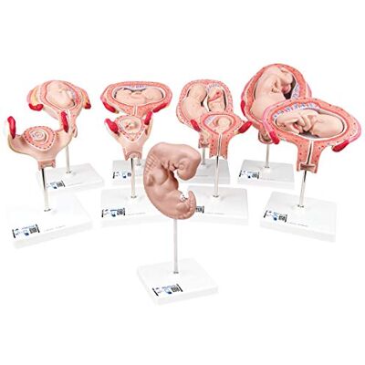 3B Scientific L11 Serie Gravidanza di Lusso , 9 Modelli + software gratuito di anatomia 3B Smart Anatomy 3B Scientific L11 Serie Gravidanza di Lusso , 9 Modelli + software gratuito di anatomia 3B Smart Anatomy