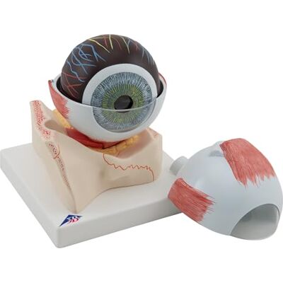 3B Scientific Occhio, Ingrandito 5 Volte, in 7 Parti + software gratuito di anatomia 3B Smart Anatomy 3B Scientific Occhio, Ingrandito 5 Volte, in 7 Parti + software gratuito di anatomia 3B Smart Anatomy