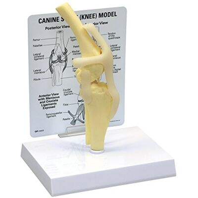 3B Scientific GPI Anatomicals W33354 Ginocchio Canino 3B Scientific GPI Anatomicals W33354 Ginocchio Canino