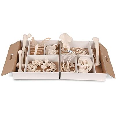 3B Scientific A04 Metà Scheletro Non Montato + app gratuita di anatomia 3B Smart Anatomy, Filo Montado 3B Scientific A04 Metà Scheletro Non Montato + app gratuita di anatomia 3B Smart Anatomy, Filo Montado