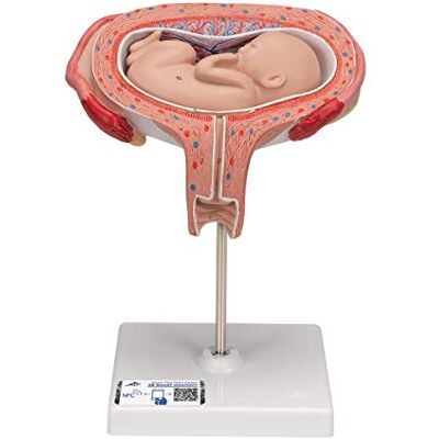 3B Scientific Feto, 5. Mese, Presentazione di Spalla + software gratuito di anatomia 3B Smart Anatomy 3B Scientific Feto, 5. Mese, Presentazione di Spalla + software gratuito di anatomia 3B Smart Anatomy