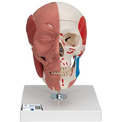 3B Scientific A300 Cranio con Muscolatura Facciale + software gratuito di anatomia 3B Smart Anatomy 3B Scientific A300 Cranio con Muscolatura Facciale + software gratuito di anatomia 3B Smart Anatomy