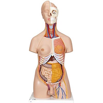 Torso Doppio Sesso Deluxe 3B Scientific - Modello Anatomico Torso Doppio Sesso Deluxe 3B Scientific - Modello Anatomico