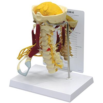 3B Scientific GPI Anatomicals W47853 Colonna Cervicale Deluxe con Muscoli 3B Scientific GPI Anatomicals W47853 Colonna Cervicale Deluxe con Muscoli