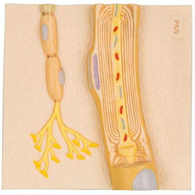 3B Scientific Modello di Anatomia Umana Guaine Mieliniche del Sistema Nervoso Periferico 3B Scientific Modello di Anatomia Umana Guaine Mieliniche del Sistema Nervoso Periferico