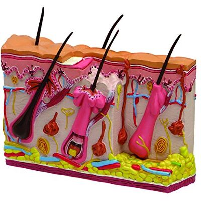 3B Scientific GPI Anatomicals 3751 Modello di Acne, Fronte-Retro 3B Scientific GPI Anatomicals 3751 Modello di Acne, Fronte-Retro