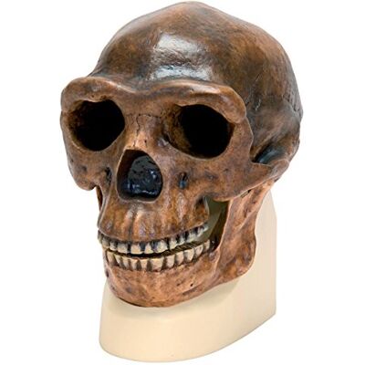 3B Scientific VP750/1 Replica di Cranio Homo Erectus Pekinensis, in Base ai Disegni di Weidenreich, 1940 3B Scientific VP750/1 Replica di Cranio Homo Erectus Pekinensis, in Base ai Disegni di Weidenreich, 1940