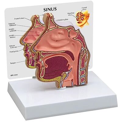 3B Scientific GPI Anatomicals 2850 Sezione Trasversale di Un Seno 3B Scientific GPI Anatomicals 2850 Sezione Trasversale di Un Seno