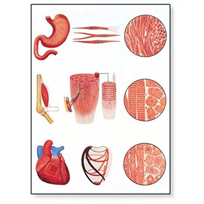 3B Scientific V2052M Anatomia Umana Il Tessuto Muscolare 3B Scientific V2052M Anatomia Umana Il Tessuto Muscolare
