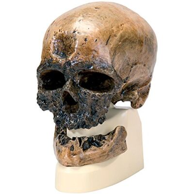 3B Scientific Replica di Cranio Homo Sapiens 3B Scientific Replica di Cranio Homo Sapiens
