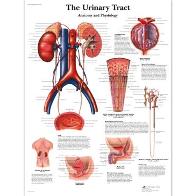 3B Scientific la tabella delle vie urinarie, laminated, 1 3B Scientific la tabella delle vie urinarie, laminated, 1