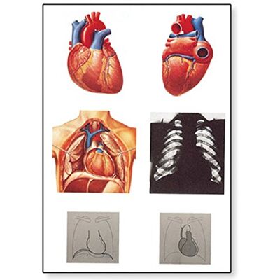 3B Scientific V2053U Anatomia Umana Il Cuore I, Anatomia 3B Scientific V2053U Anatomia Umana Il Cuore I, Anatomia