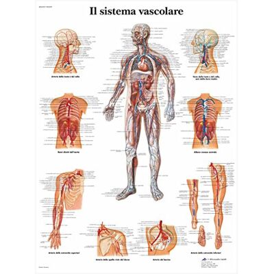 3B Scientific Poster anatomico del sistema vascolare umano in italiano, sistema circolatorio per medicina, infermieristica e fisiologia 3B Scientific Poster anatomico del sistema vascolare umano in italiano, sistema circolatorio per medicina, infermieristica e fisiologia