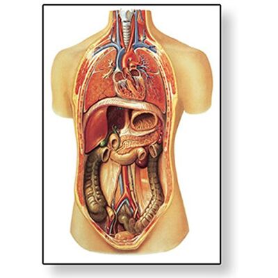 3B Scientific V2006U Anatomia Umana Organi Interni 3B Scientific V2006U Anatomia Umana Organi Interni