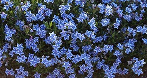 Generic Portal Cool Confezione Piante X6 Lithodora diffusa Blue Star perenne Giardino Alpino Plug