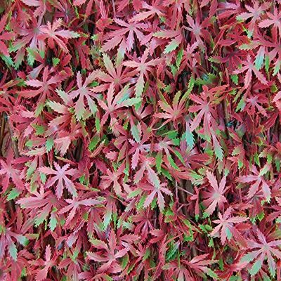 Siepe Artificiale Acer Rosso - Siepe Artificiale Siepe Artificiale Acer Rosso - Siepe Artificiale