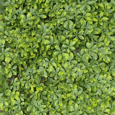 TENAX Divy Trellis Pitosforo 100x200 cm Verde, Traliccio Estensibile con Foglie in Polietilene Tipo Pitosforo per Decorazione e Schermatura di Balconi, Giardini e Recinzioni TENAX Divy Trellis Pitosforo 100x200 cm Verde, Traliccio Estensibile con Foglie in Polietilene Tipo Pitosforo per Decorazione e Schermatura di Balconi, Giardini e Recinzioni