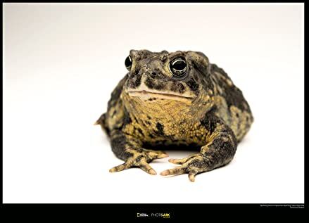 Komar Wyoming Toad Poster da parete, 70 x 50 cm, motivo: comar, stampa artistica (senza cornice), nazionale geografica