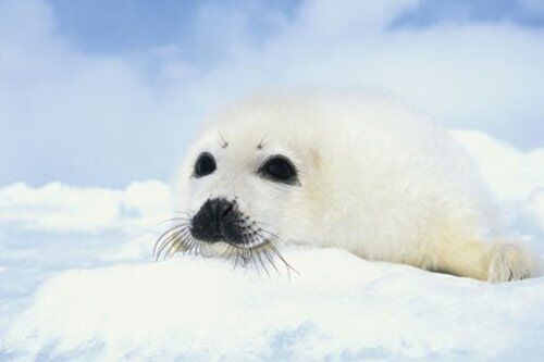 1art1 Empire  Harp Seals Baby Poster di Pressione 91,5 x 61 cm