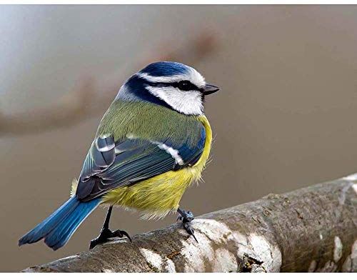 Wee Blue Coo Foto Animal Bird Blue Tit Branch Tiny Art Print Poster Wall Decor 12X16 Inch