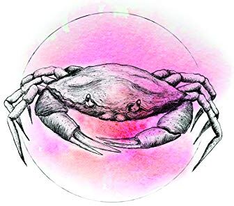 Komar Crab Watercolor Poster da Parete, Immagine, Soggiorno, Camera da Letto, Decorazione, Stampa Artistica, Senza Cornice, , Dimensioni: 40 x 50 cm (Larghezza x Altezza)