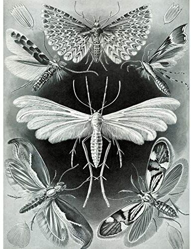 Wee Blue Coo Nature Ernst Haeckel Butterfly Biologia Germania Vintage Stampa su Tela