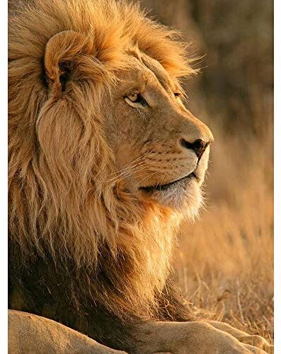 Wee Blue Coo 12 X 16 INCH / 30 X 40 CMS BIG AFRICAN LION SITTING SUN PHOTO FINE ART PRINT POSTER HOME DECOR PICTURE Leone FOTO Stampa artistica Manifesto Casa Immagine