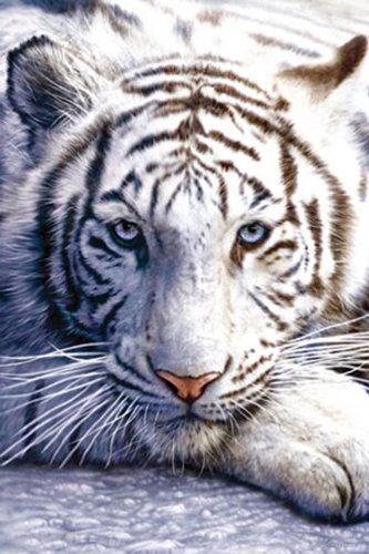 1art1 Empire  Big Cats Big Cats White Tiger Poster di Stampa 61 x 91.5 cm