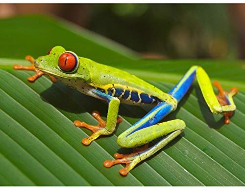 Balboa Red Eyed Tree Frog On Leaf Fotografia Grande Stampa Poster Wall Art Decor Immagine