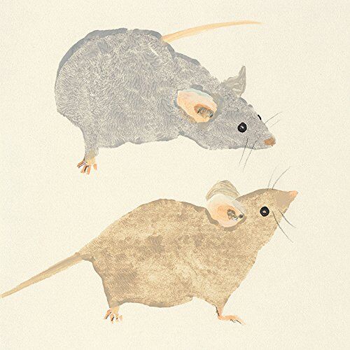 ART Stampa su Tela Julia Burns Timid Mice, Cotone, Multicolore, 30 x 30 x 1.3 cm