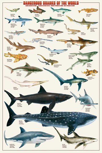 empireposter Empire 602 657 Educational squali Vita marina Educazione Poster Print, 61 x 91,5 cm