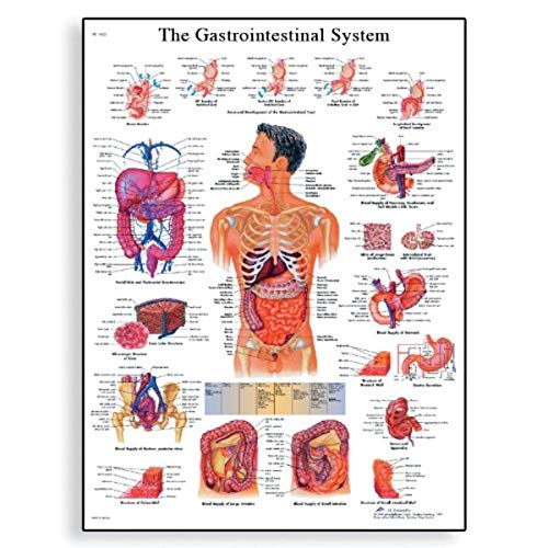 3B Scientific Il sistema  Gastrointestinal grafico