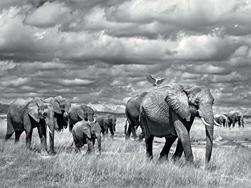 Cano Marina Marina Cano Fotografia Stampato su Telaio 60 x 80 cm in Kenya Elefante Stampa su Tela