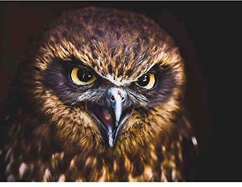 Wee Blue Coo Stampa artistica da parete con foto ravvicinata di uccelli preda Hawk Eagle Eyes Bright Art Poster decorazione da parete 30,5 x 40,6 cm