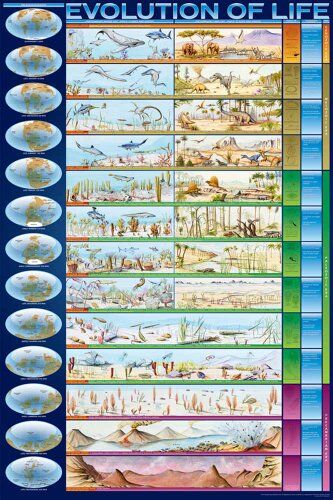 Empire 536 099 Formazione Istruzione Evolution Evoluzione della Vita Istruzione Poster Poster Maxi Poster Versione in Lingua Inglese Dimensioni 61 x 91.5 cm