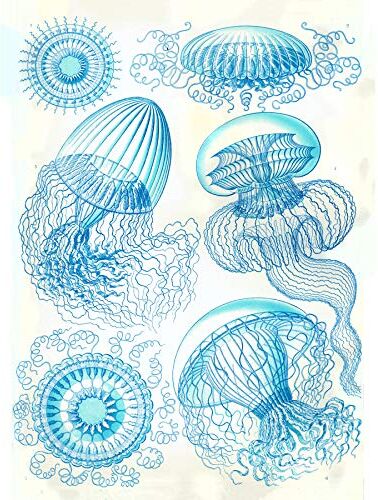 Wee Blue Coo 36E Piatto Ernst Haeckel Kunstformen Der Natur Leptomedusae Stampa su Tela