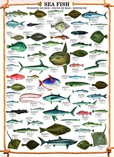 empireposter – 'Empire – Sea Fish – dimensioni (cm), ca. 61 X 91,5 – Poster, nuovo – Testo in inglese.