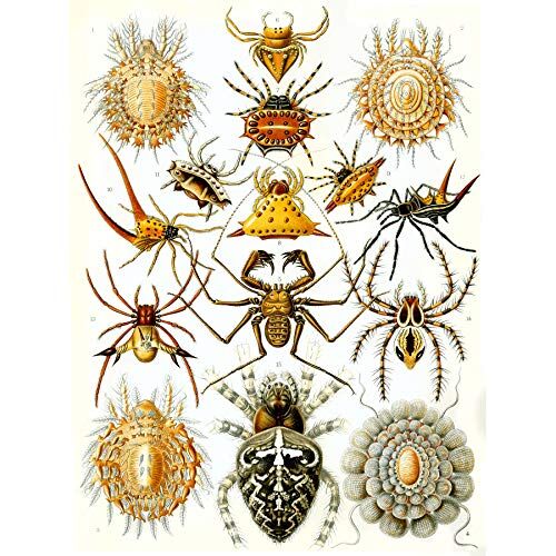Wee Blue Coo 66° Piatto Ernst Haeckel Kunstformen Der Natur Arachnida Grande Stampa artistica Poster Decorazione da Parete 45,7 x 61 cm