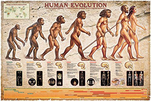 empireposter Educational Poster educativo con stampa Human Evoluzione, dimensioni 91,5 x 61 cm