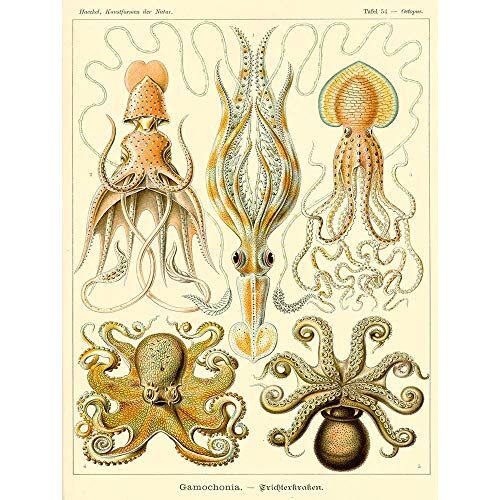 Wee Blue Coo Nature Ernst Haeckel Octopus Biology Germany Vintage Art Print Poster Wall Decor 12X16 Inch Natura Biologia Germania Vintage ▾ Manifesto Parete