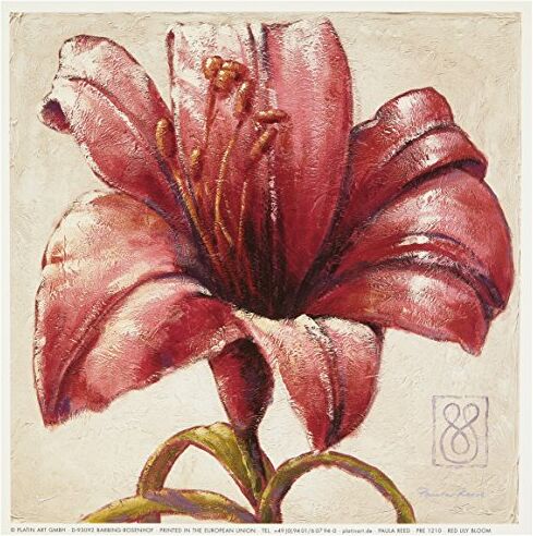 EuroGraphics Stampa Artistica Red Lily Bloom di Paula Reed, 18x18 cm