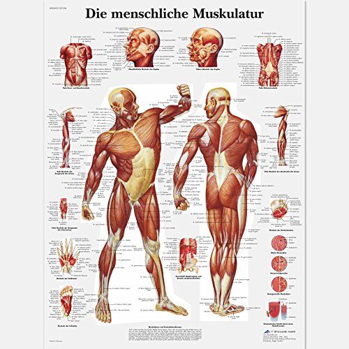 3B Scientific Lehrtafel laminiert Die menschliche Muskulatur