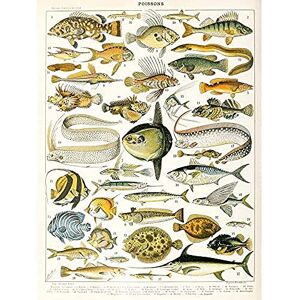 Arte murale Pesce Marino Artery8 Millot - Stampa senza cornice Arte murale Pesce Marino Artery8 Millot - Stampa senza cornice