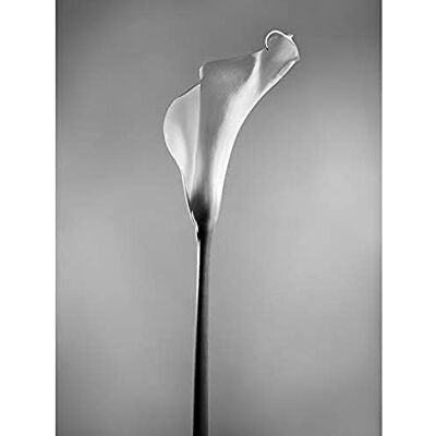 Wee Blue Coo Flower Black And White Calla Lily Unframed Art Print Poster Wall Decor 12x16 inch Fiore Manifesto Parete Wee Blue Coo Flower Black And White Calla Lily Unframed Art Print Poster Wall Decor 12x16 inch Fiore Manifesto Parete