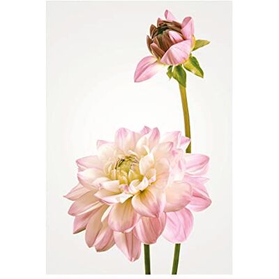 Komar Dahlia Poster da parete, 50 x 70 cm, motivo, stampa artistica (senza cornice), PURE Boutique Komar Dahlia Poster da parete, 50 x 70 cm, motivo, stampa artistica (senza cornice), PURE Boutique