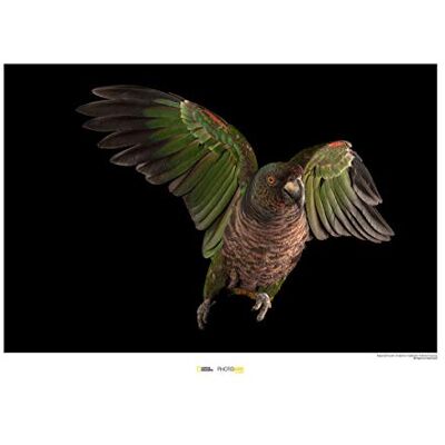 Komar National Geographic Quadro da parete con immagine di animale, soggetto: Parrot imperiale Komar National Geographic Quadro da parete con immagine di animale, soggetto: Parrot imperiale
