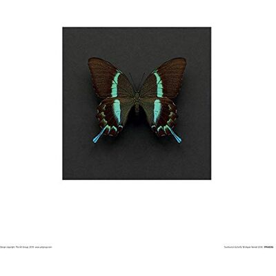 Alyson Fennell Arte Stampe, Multicolore, 30 x 30 cm Alyson Fennell Arte Stampe, Multicolore, 30 x 30 cm