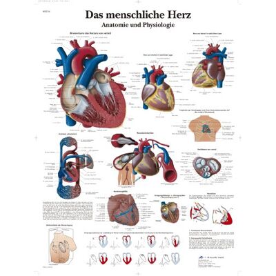 3B Scientific Cuore Umano Poster Laminato - Poster Educativo 3B Scientific Cuore Umano Poster Laminato - Poster Educativo