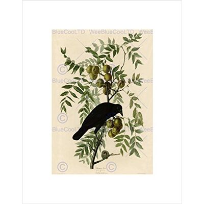 Wee Blue Coo Stampa artistica da parete con motivo Uccelli, America Audubon, corvo americano Wee Blue Coo Stampa artistica da parete con motivo Uccelli, America Audubon, corvo americano