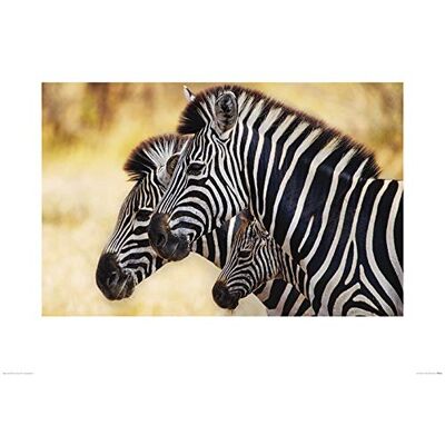 Group Il Gruppo di Arte Mario Moreno (Trio di zebre) – Stampa Artistica 60 x 80 cm, Carta, Multicolore, 60 x 80 x 1.3 cm Group Il Gruppo di Arte Mario Moreno (Trio di zebre) – Stampa Artistica 60 x 80 cm, Carta, Multicolore, 60 x 80 x 1.3 cm